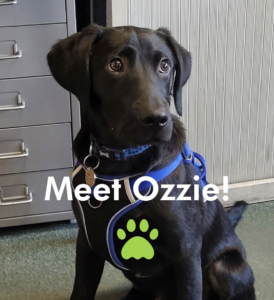 MEET OUR NEW TEAM MEMBER - OZZIE!