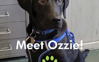 MEET OUR NEW TEAM MEMBER - OZZIE!